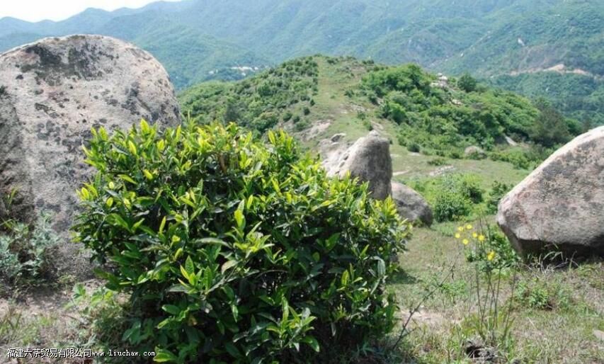 野生茶用多少度的水泡 野生茶用多少度的水泡