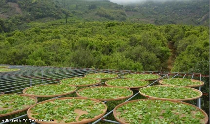 单丛茶要不要放冰箱 单丛茶要不要放冰箱