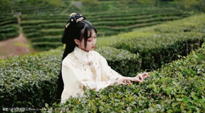 ��ѧ���裬���ڳ·ŵĲ�Ҷ�����ܺ���