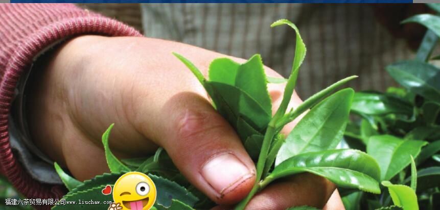 普洱茶过期了还能喝吗 普洱茶过期了还能喝吗