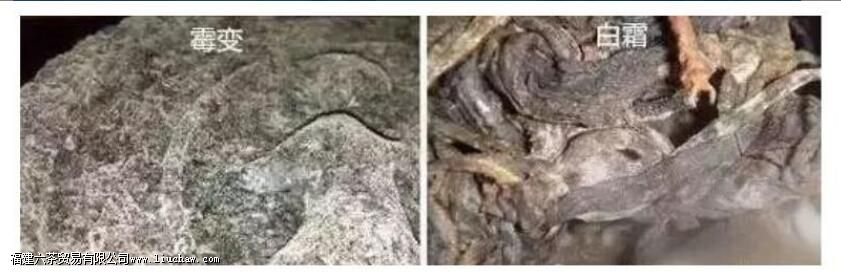 普洱茶过期了还能喝吗 普洱茶过期了还能喝吗