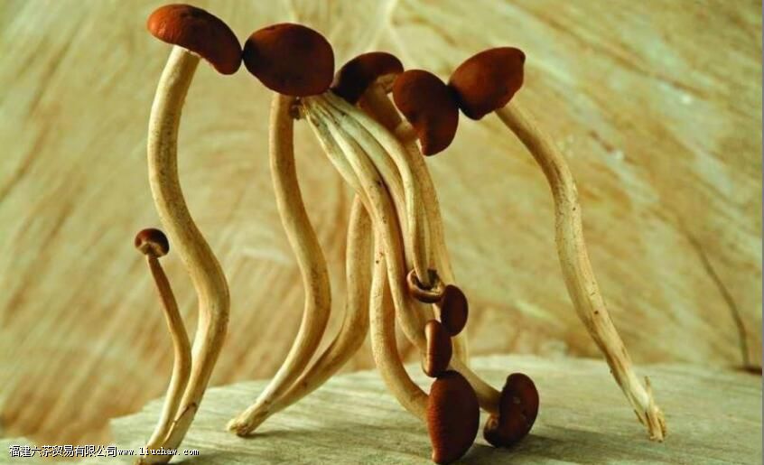 ��������������Ⱥ