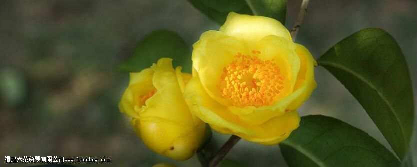 金茶花泡水喝的功效 金茶花泡水喝的功效