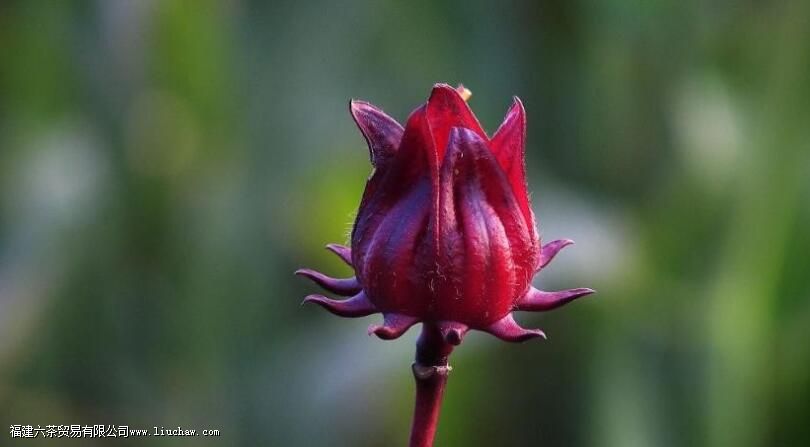 洛神花茶禁忌有哪些 洛神花茶禁忌有哪些