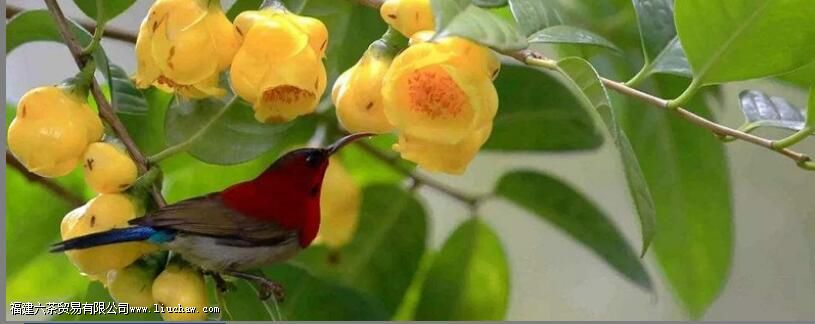 女人喝金花茶的副作用 女人喝金花茶的副作用
