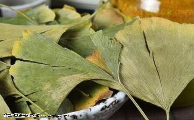 银杏叶茶的功效与作用及禁忌 银杏叶茶的功效与作用及禁忌