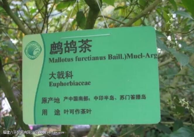 ����Ľ�����Ⱥ