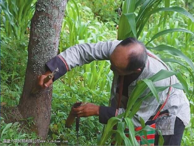 ���������Ų�ϯ�еĻ���