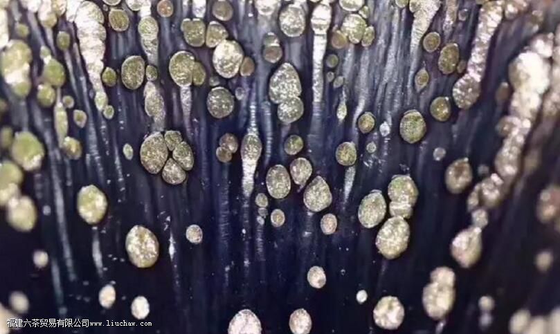 养盏何必急于求成,过程才最有意义 养盏何必急于求成,过程才最有意义