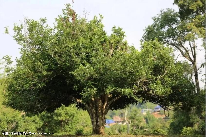 ���ع����ϵġ�������ˮ�����ӡ���������Ӯ������������