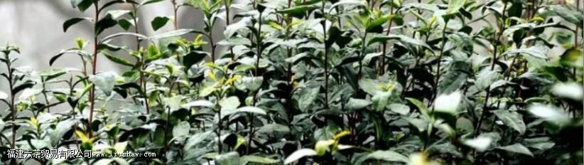 碧螺春的来历和故事 碧螺春的来历和故事