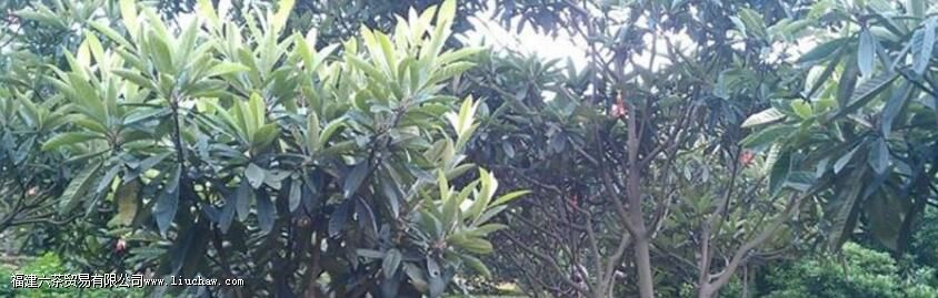 碧螺春的来历和故事 碧螺春的来历和故事