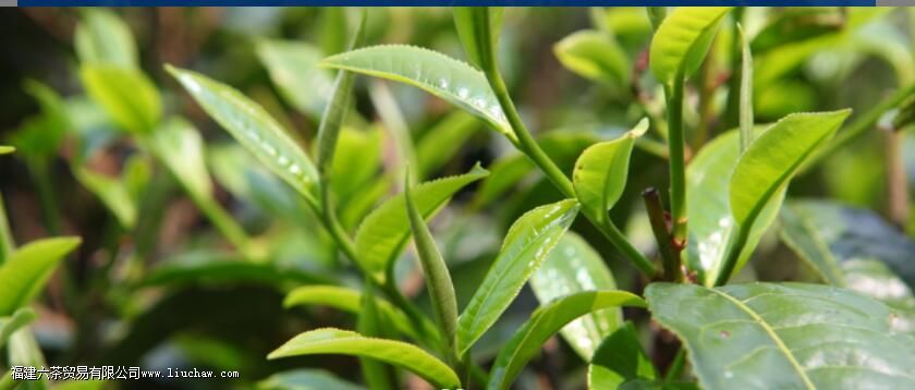 ����ִ����������