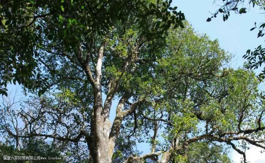 ²èʲôʱºò³öÏÖÔÚÖйú ²èʲôʱºò³öÏÖÔÚÖйú