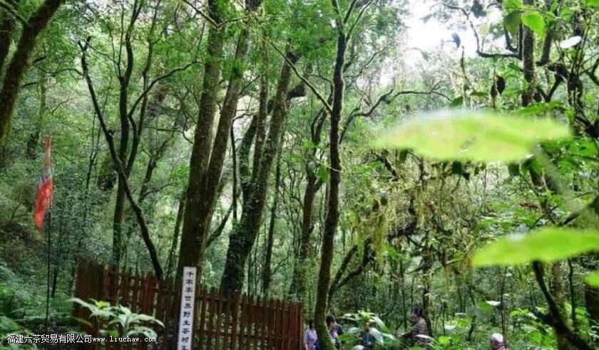 ²èʲôʱºò³öÏÖÔÚÖйú ²èʲôʱºò³öÏÖÔÚÖйú