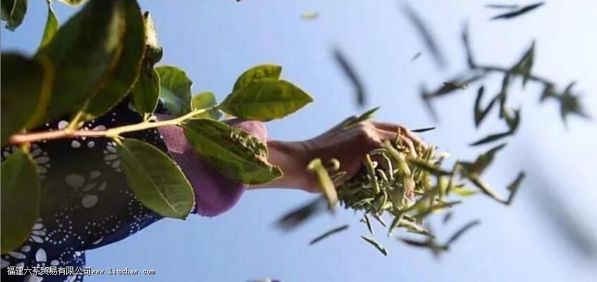 茶宴形成于浙江的什么山 茶宴形成于浙江的什么山