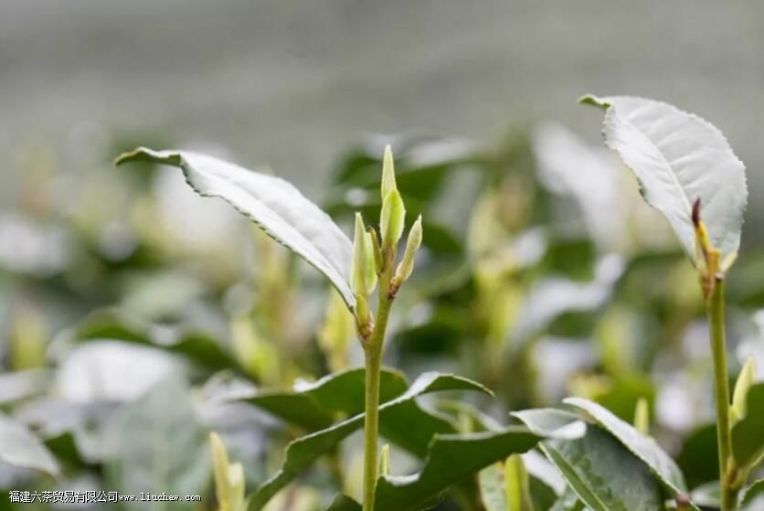 ���������Ƿ羰�����ڿ���������