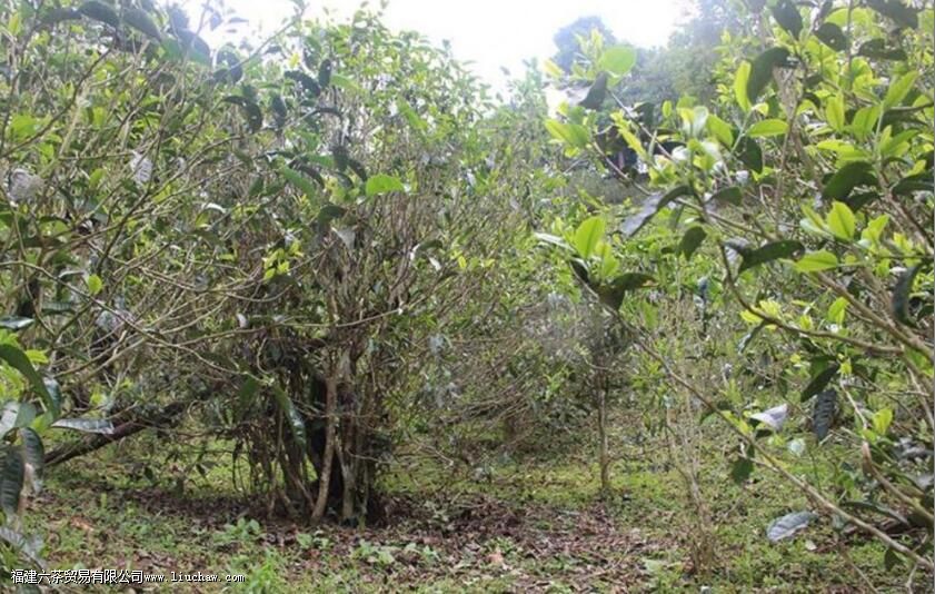 ���׵İ�����һ��Ũ�裬��Ҳ��ϲ��