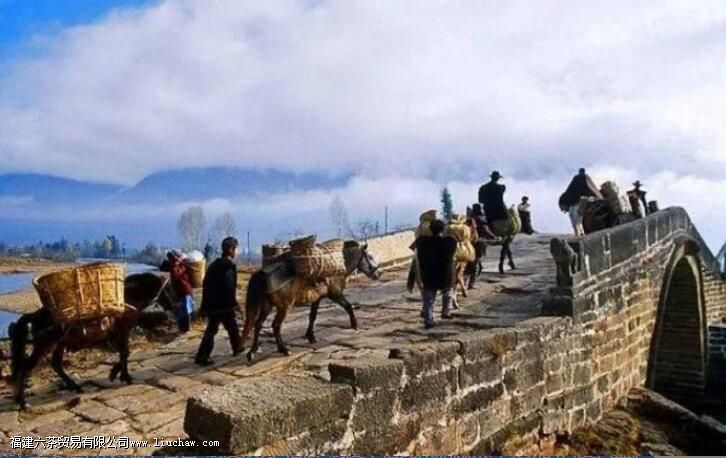 �Ŵ���Ҷר���ƶȣ���Ҷ�ԹŴ����õ�Ӱ��