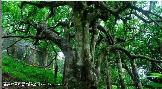 �������á�������������Ĺ���