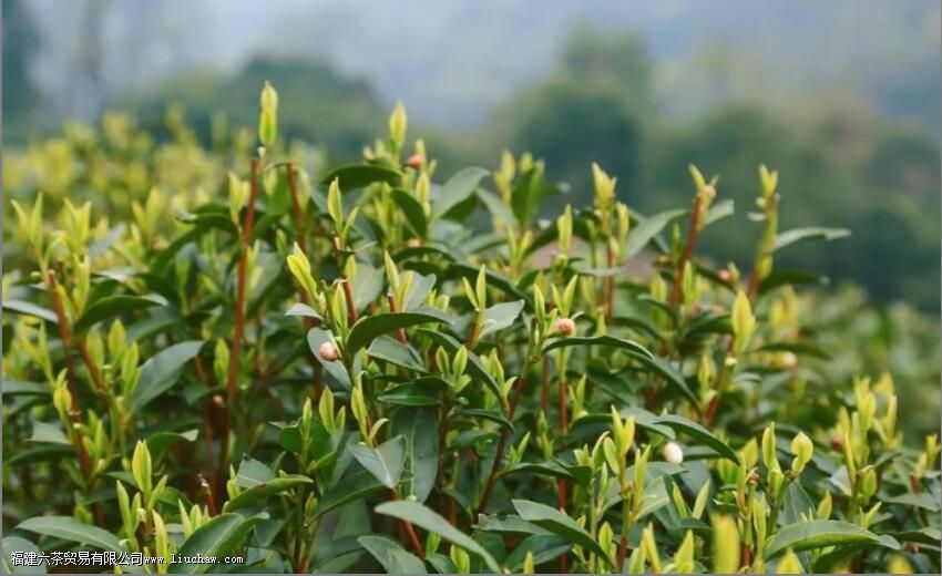 ��������Ļ��봫��