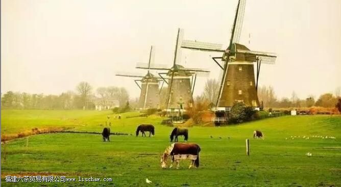 奶茶的历史 奶茶的历史