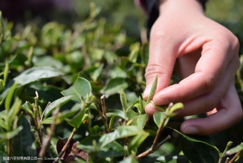 �����ţ������ţ����ײ����ĵ�����