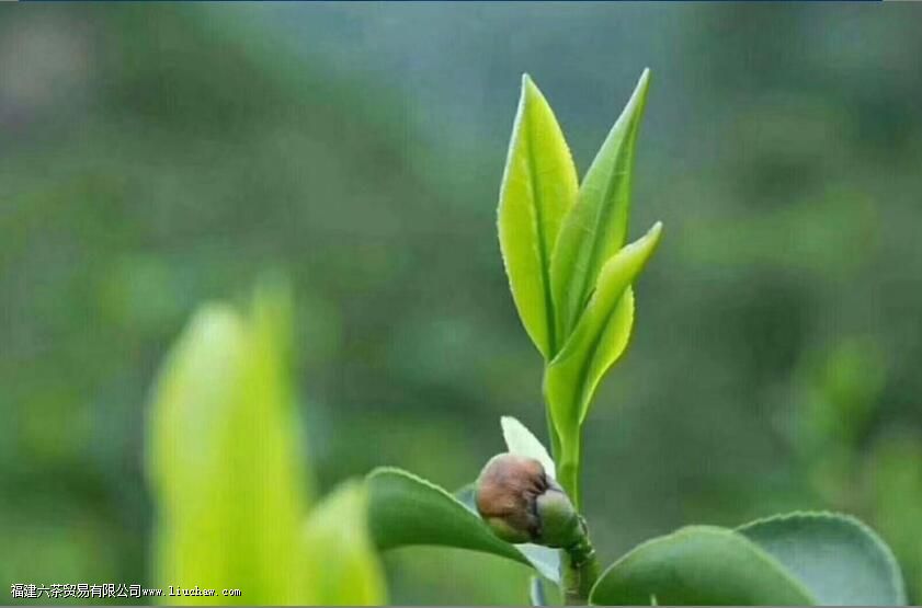 Ʒ������ڣ�һƷ�ھ�����Ʒ��ζ����Ʒ����