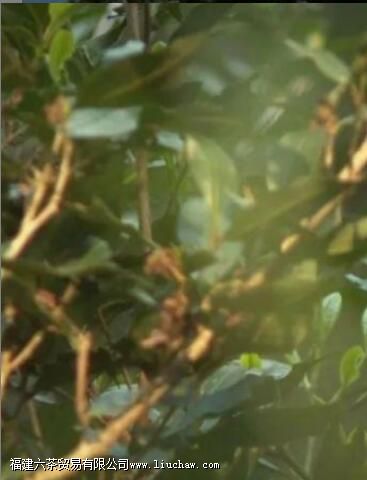 ÆÕ¶ýΪʲô±»³ÆÎªÊÀ½ç²èÔ´ ÆÕ¶ýΪʲô±»³ÆÎªÊÀ½ç²èÔ´