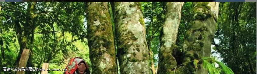 ÆÕ¶ýΪʲô±»³ÆÎªÊÀ½ç²èÔ´ ÆÕ¶ýΪʲô±»³ÆÎªÊÀ½ç²èÔ´