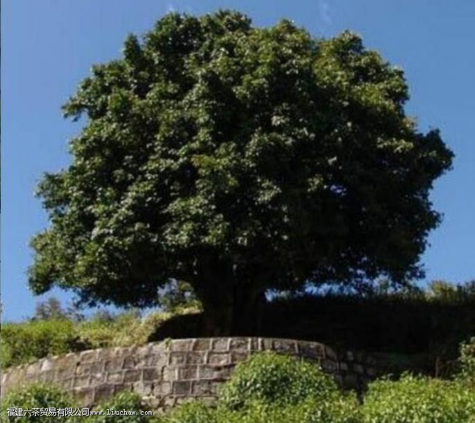 ÆÕ¶ýΪʲô±»³ÆÎªÊÀ½ç²èÔ´ ÆÕ¶ýΪʲô±»³ÆÎªÊÀ½ç²èÔ´