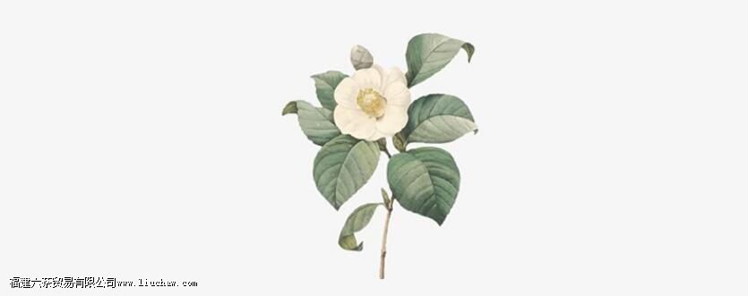 山茶花象征哪一类人 山茶花象征哪一类人