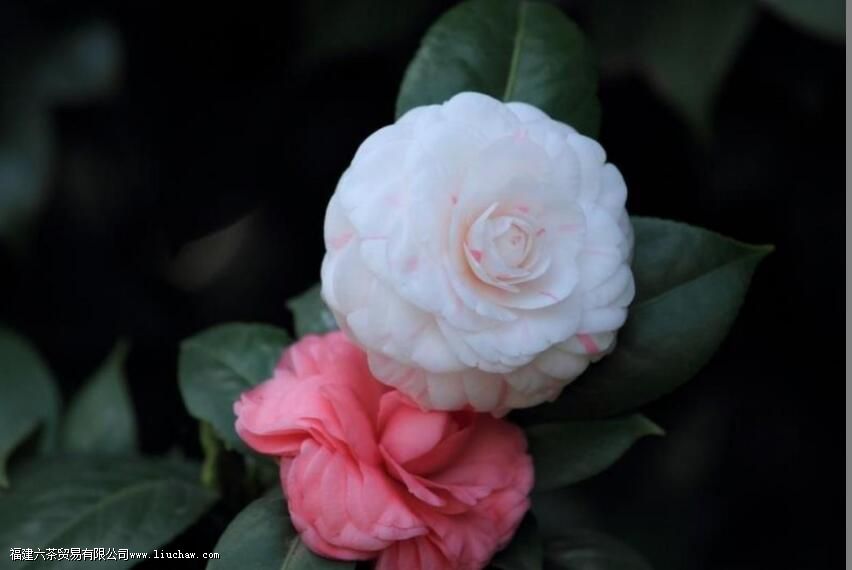 山茶花象征哪一类人 山茶花象征哪一类人