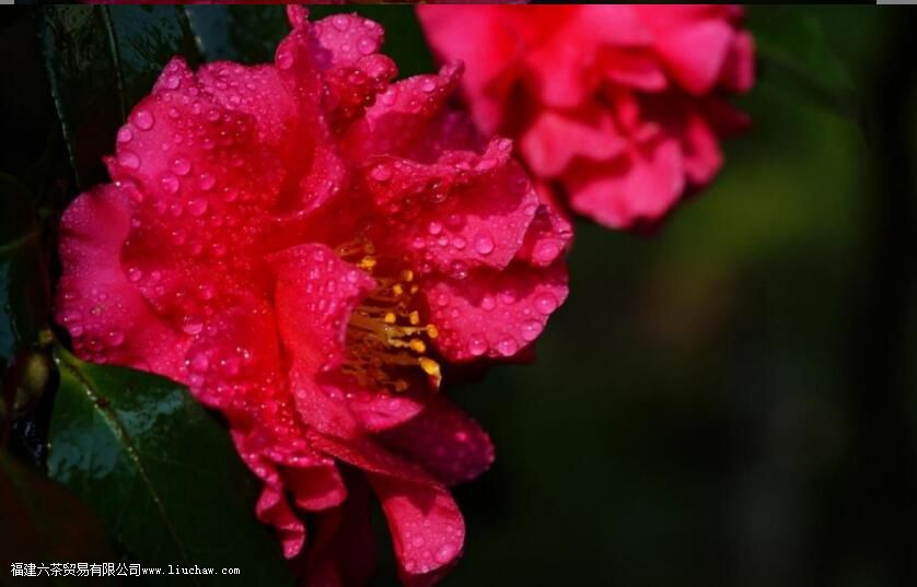 山茶花象征哪一类人 山茶花象征哪一类人