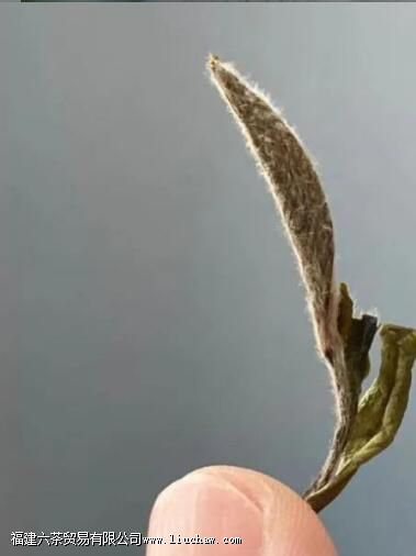 ������Ȳ�֮�ˣ�������Ȼ֮��