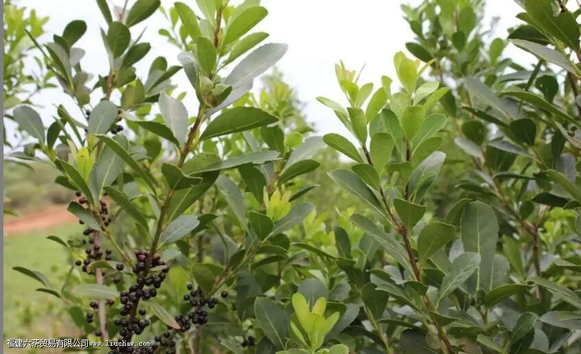 世界饮茶风情(南美洲篇)——阿根廷马黛茶 世界饮茶风情(南美洲篇)——阿根廷马黛茶