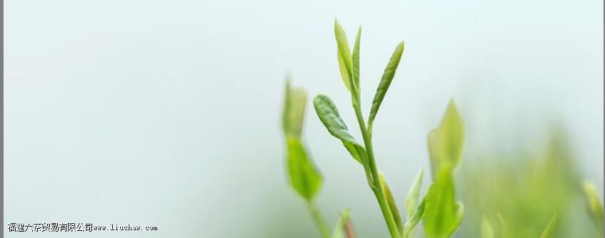 �ƴ���Ҷ��������ʲô��