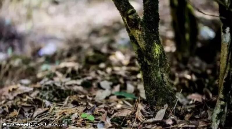 武夷岩茶的发展史 武夷岩茶的发展史