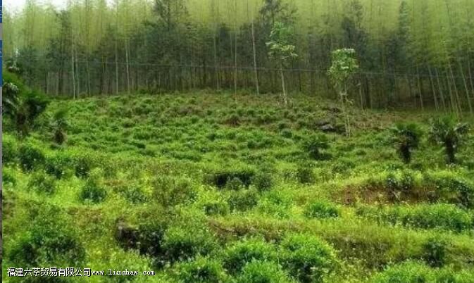 武夷岩茶的发展史 武夷岩茶的发展史