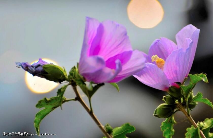 ����֮�ţ������黭��Ʒ�衢�ͻ�