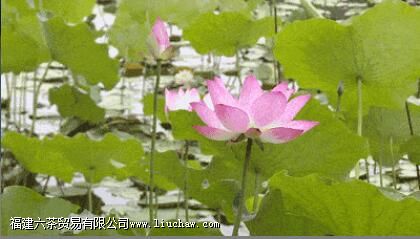 ����֮�ţ������黭��Ʒ�衢�ͻ�