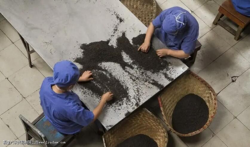 走进雅安藏茶 解析雅安藏茶的品种、工艺特点 走进雅安藏茶 解析雅安藏茶的品种、工艺特点