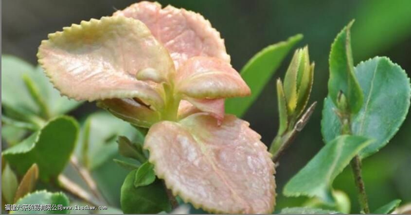 �������ô�γɵ�