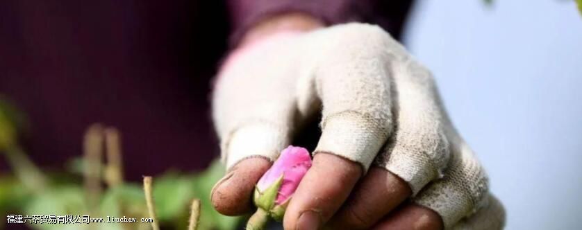 玫瑰花茶是直接晒吗 玫瑰花茶是直接晒吗