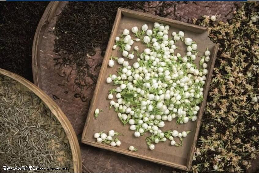 茉莉花茶为什么是苦的 茉莉花茶为什么是苦的