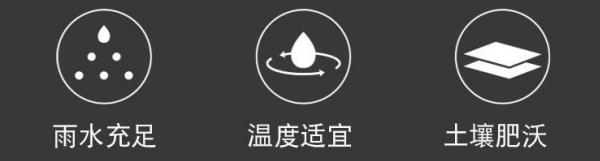 chayeL07��ǰ��ɽ�̲�  ��װ/���װ500g ����