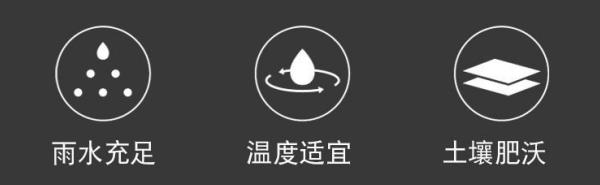 chayet02�²� ������ ��װ/���װ500g ����