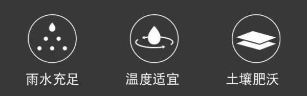 chayet01�²� ���������Ũ���� ��ζ ���װ 500g ����