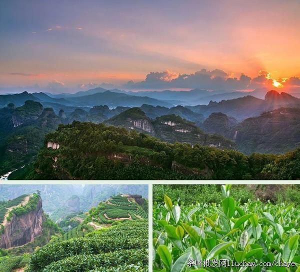 chayed07������Ҳ� 500g̼���Ҷ��������ɽ ��ɽ������ ����