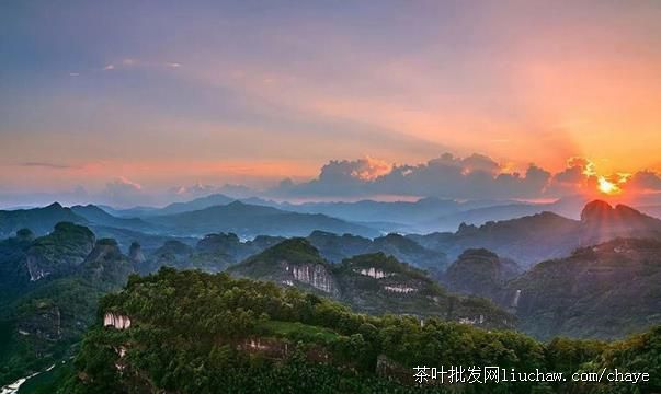 chayed06������Ҳ� ̼���Ҷ ��������ɽ��ɽ������ ���װ500g ����